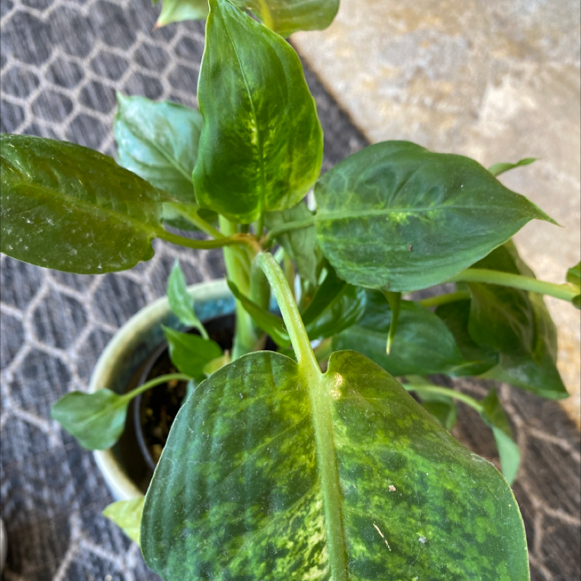 Dieffenbachia plant photo by @Iloveplants named Bipolar babes on Greg, the plant care app.