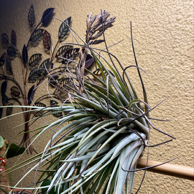 Photo of the plant species Spreading Airplant by @Iloveplants named Larry on Greg, the plant care app