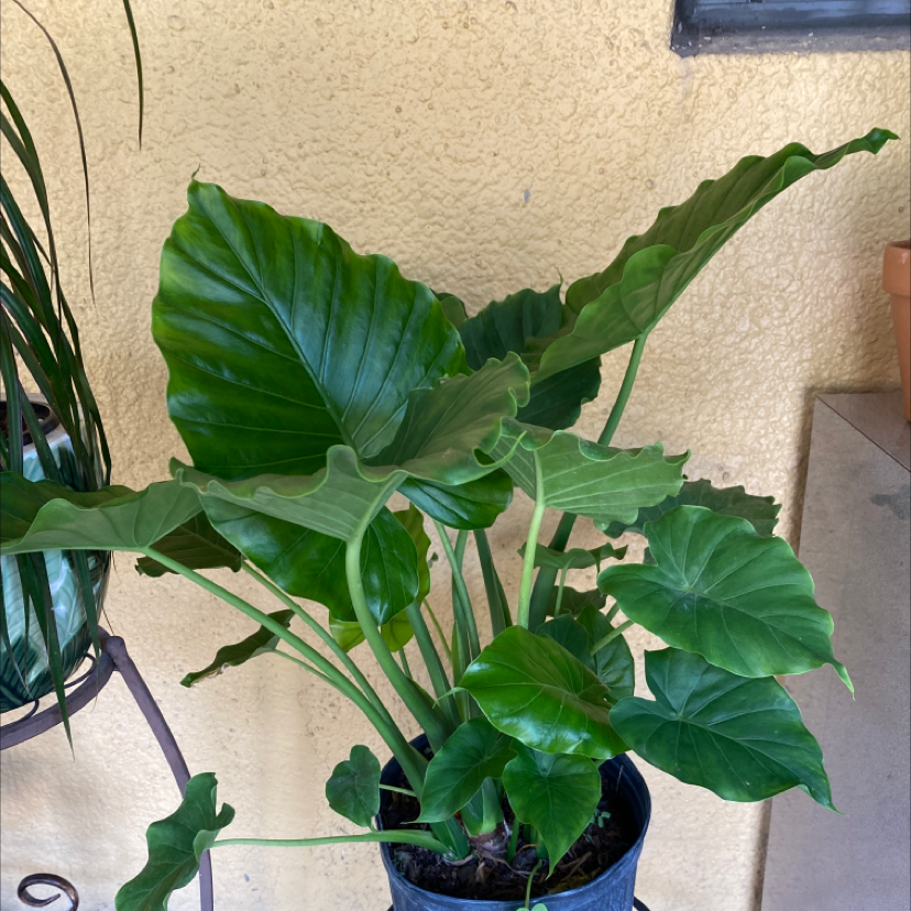 A healthy Chinese Taro plant with large, vibrant green leaves in a black nursery pot.