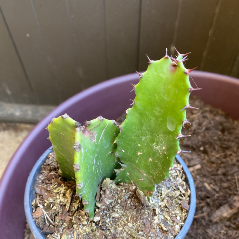 Columnar Cactus in a pot with visible soil, appears healthy.