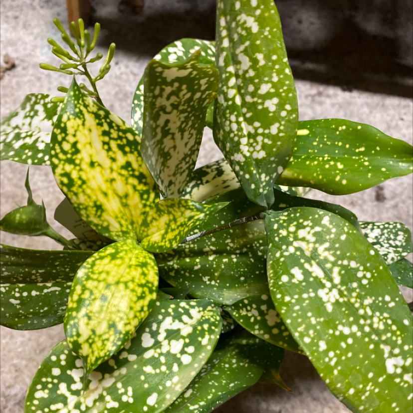 Gold Dust Dracaena plant photo by @Iloveplants named Lavender on Greg, the plant care app.