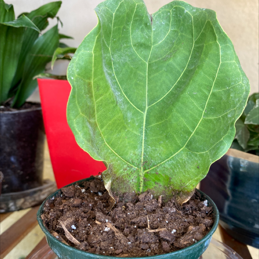 Fiddle Leaf Fig plant photo by @Iloveplants named Fiddly on Greg, the plant care app.