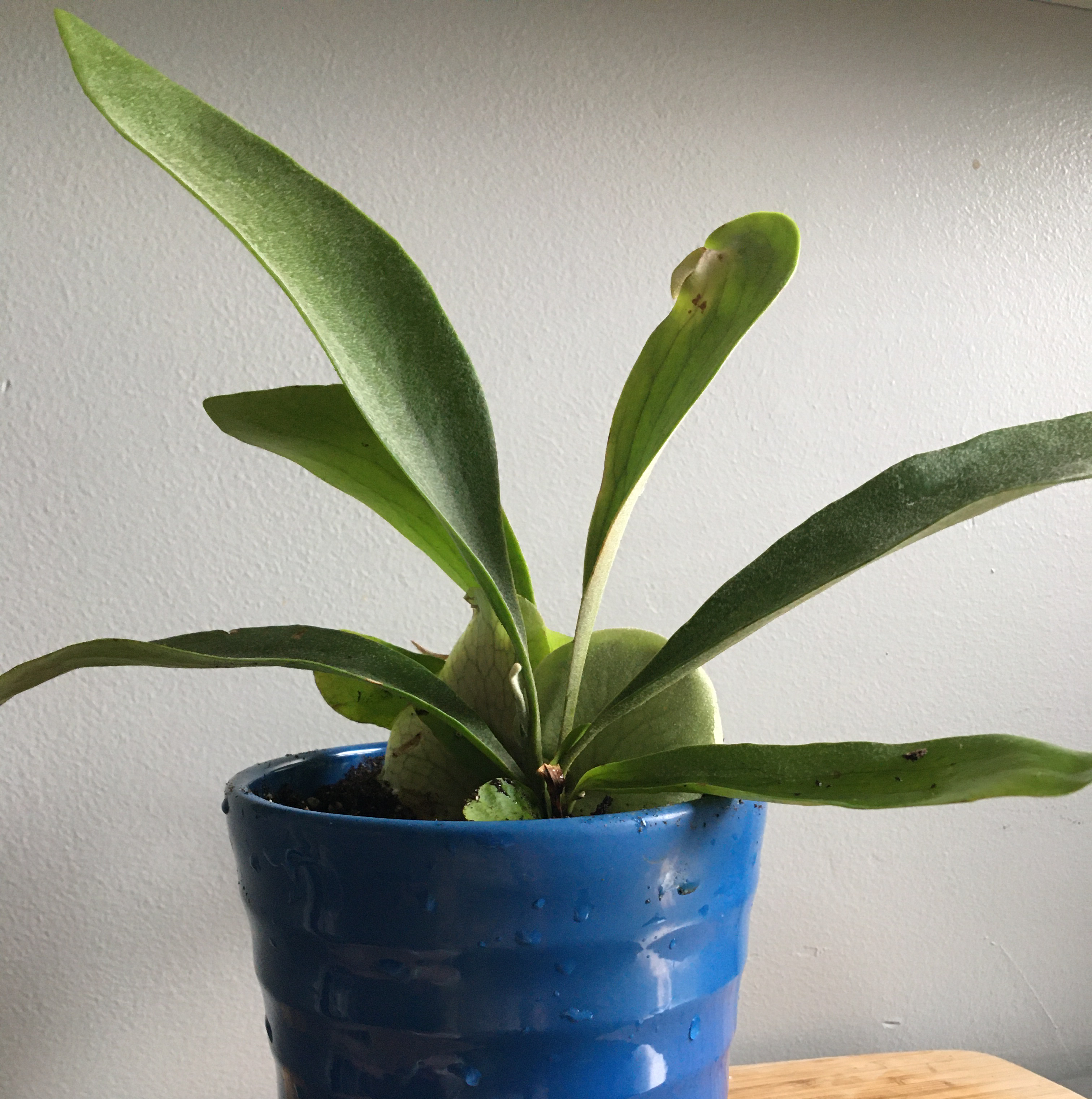 Staghorn Fern Root Rot Solutions