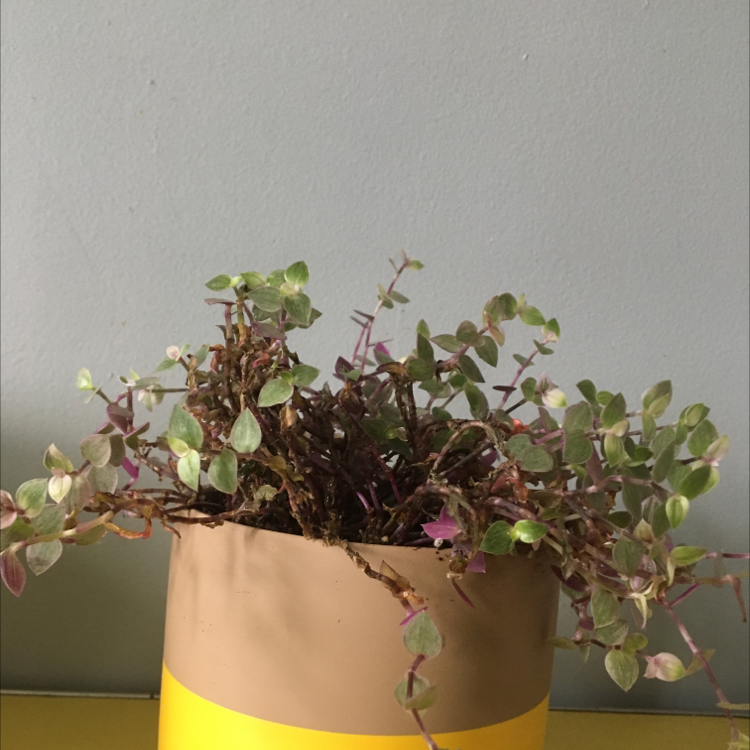 Healthy potted Creeping Inch Plant with dense trailing foliage in a bright yellow and tan ceramic pot.