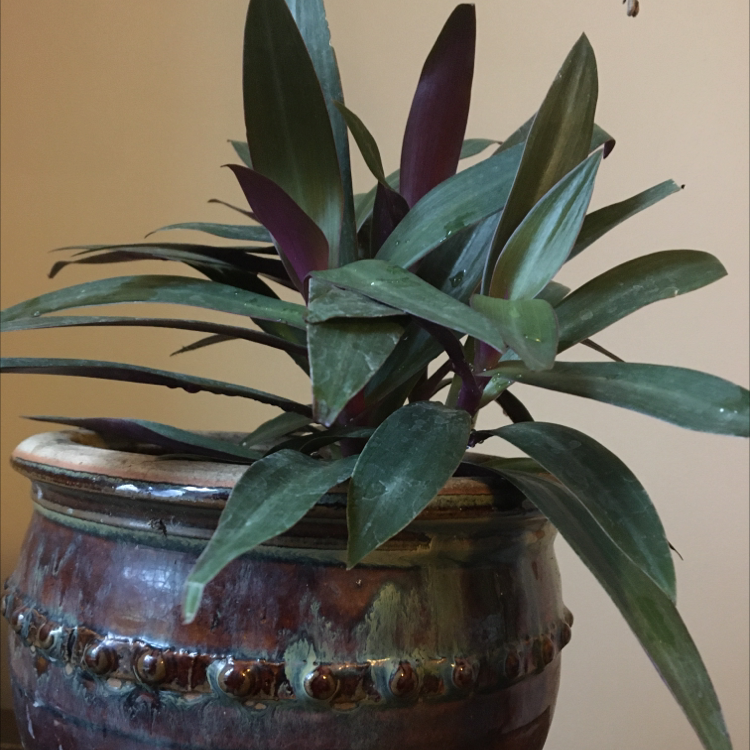 Healthy Moses-in-the-Cradle houseplant with large green and purple leaves growing from center, planted in a ceramic pot.
