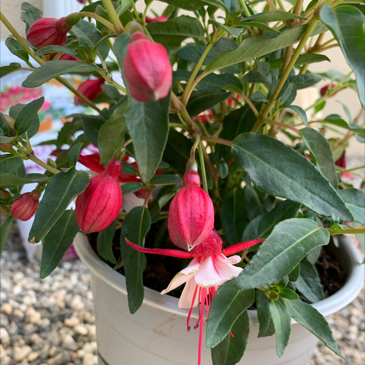 Hummingbird Fuchsia plant in a white pot with vibrant green leaves and bright red flowers.