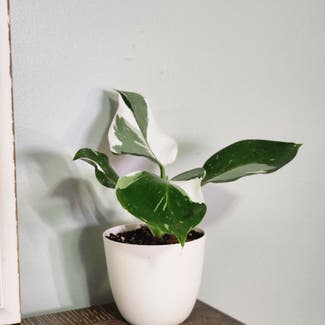 Philodendron 'White Wizard' plant in Mount Sterling, Kentucky