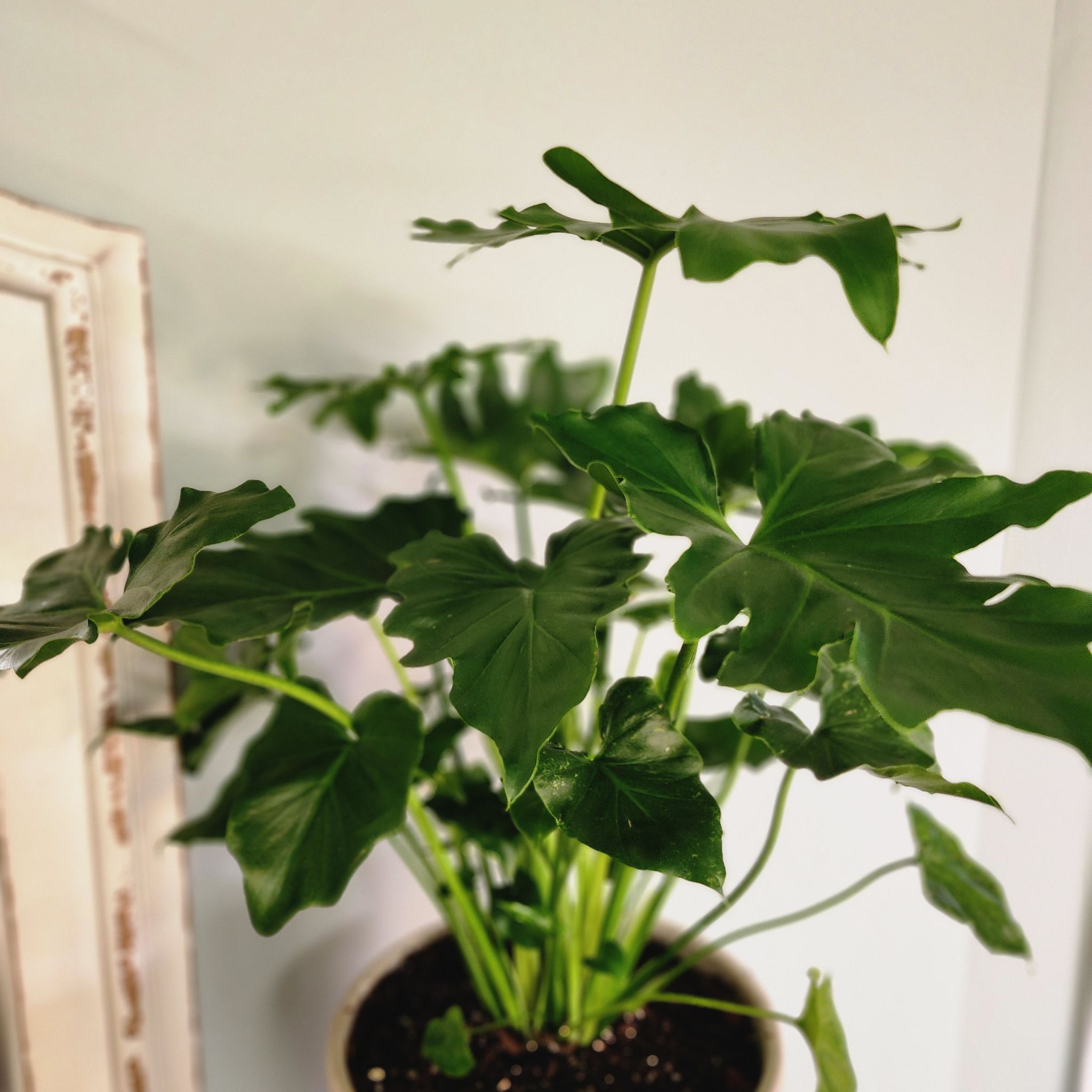 Photo of the plant species Philodendron Xanadu by @RootedNMoore named Philo Charles Xavier on Greg, the plant care app
