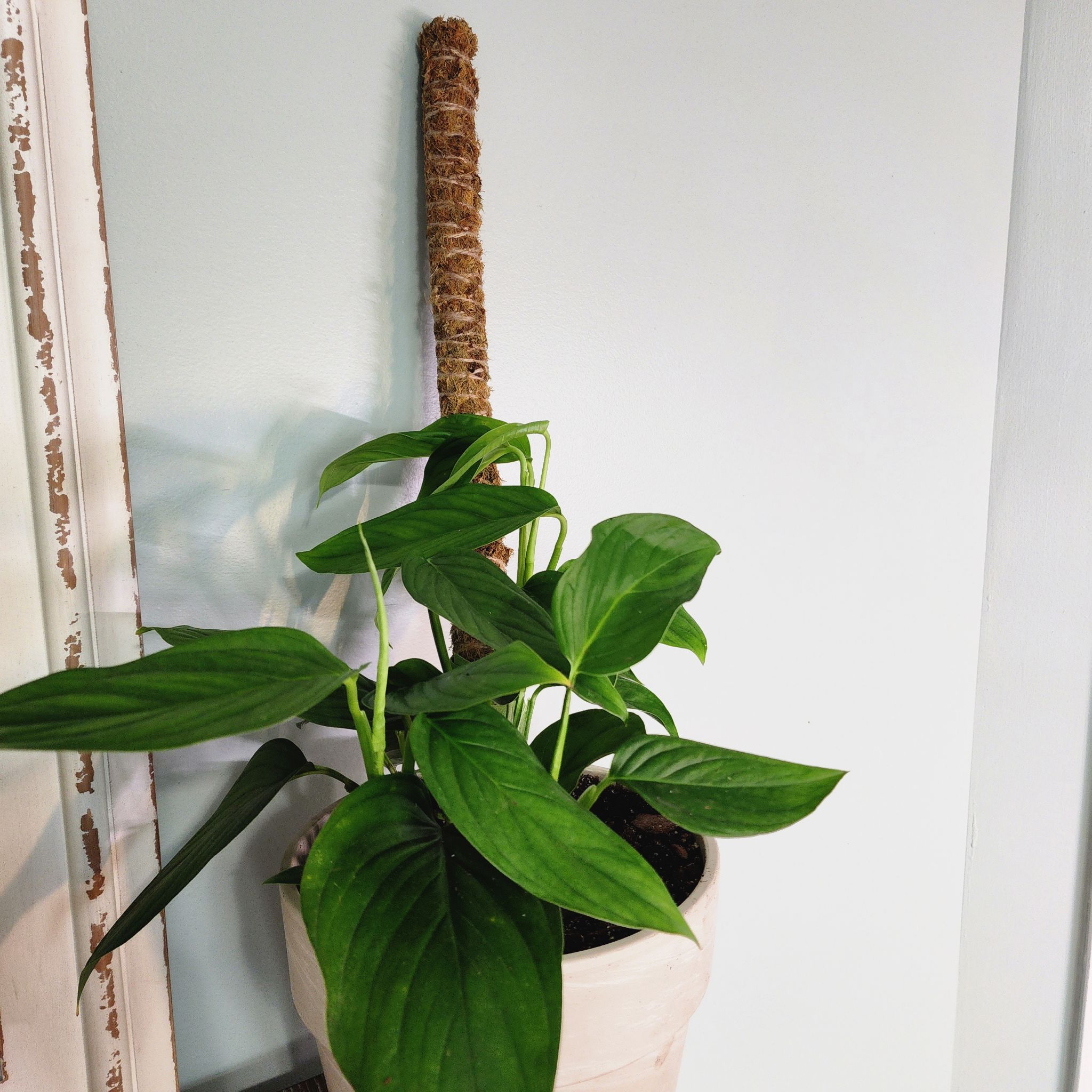 Monstera lechleriana plant in a pot with a support pole, healthy green leaves.