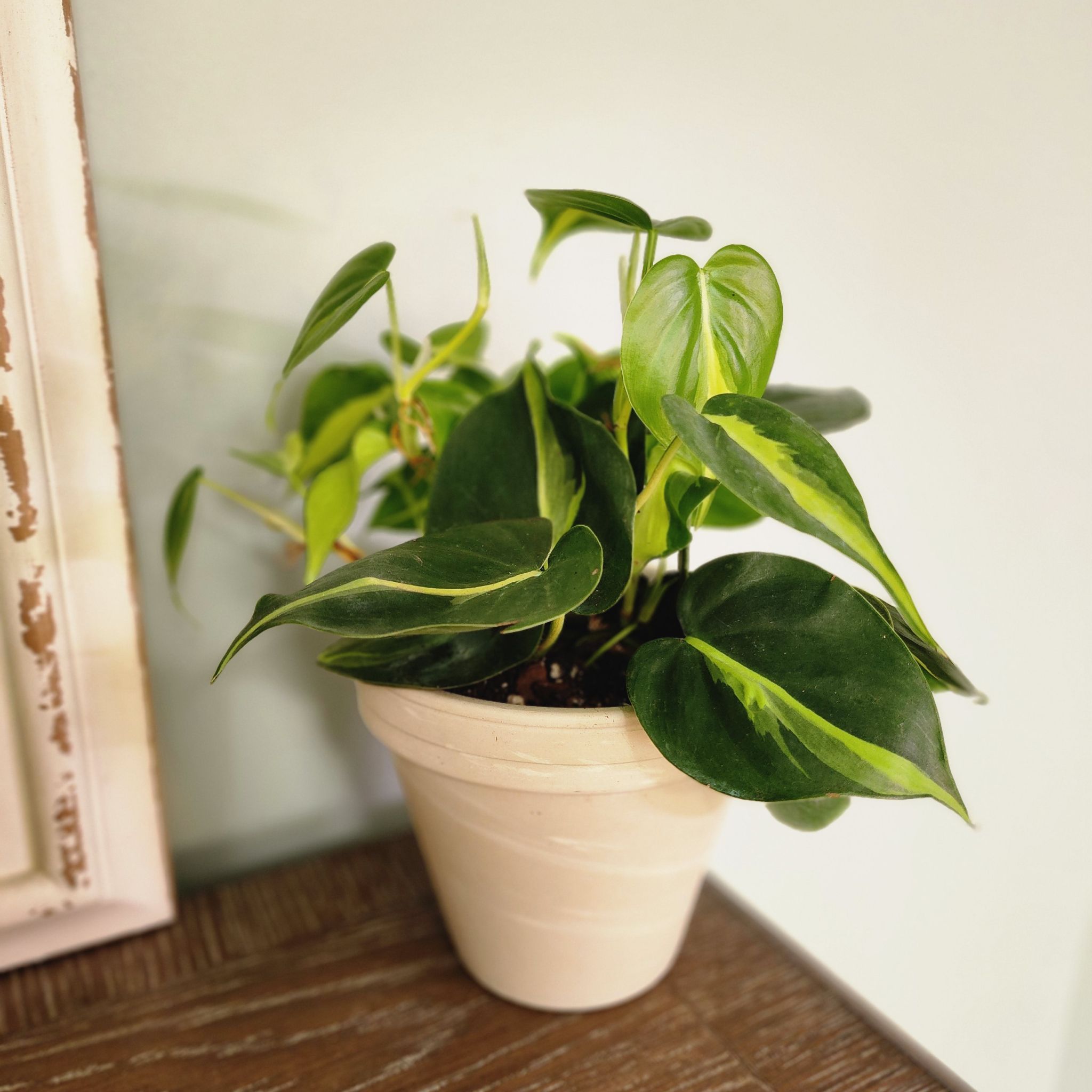 Photo of the plant species Philodendron Brasil by @RootedNMoore named Bagheera on Greg, the plant care app