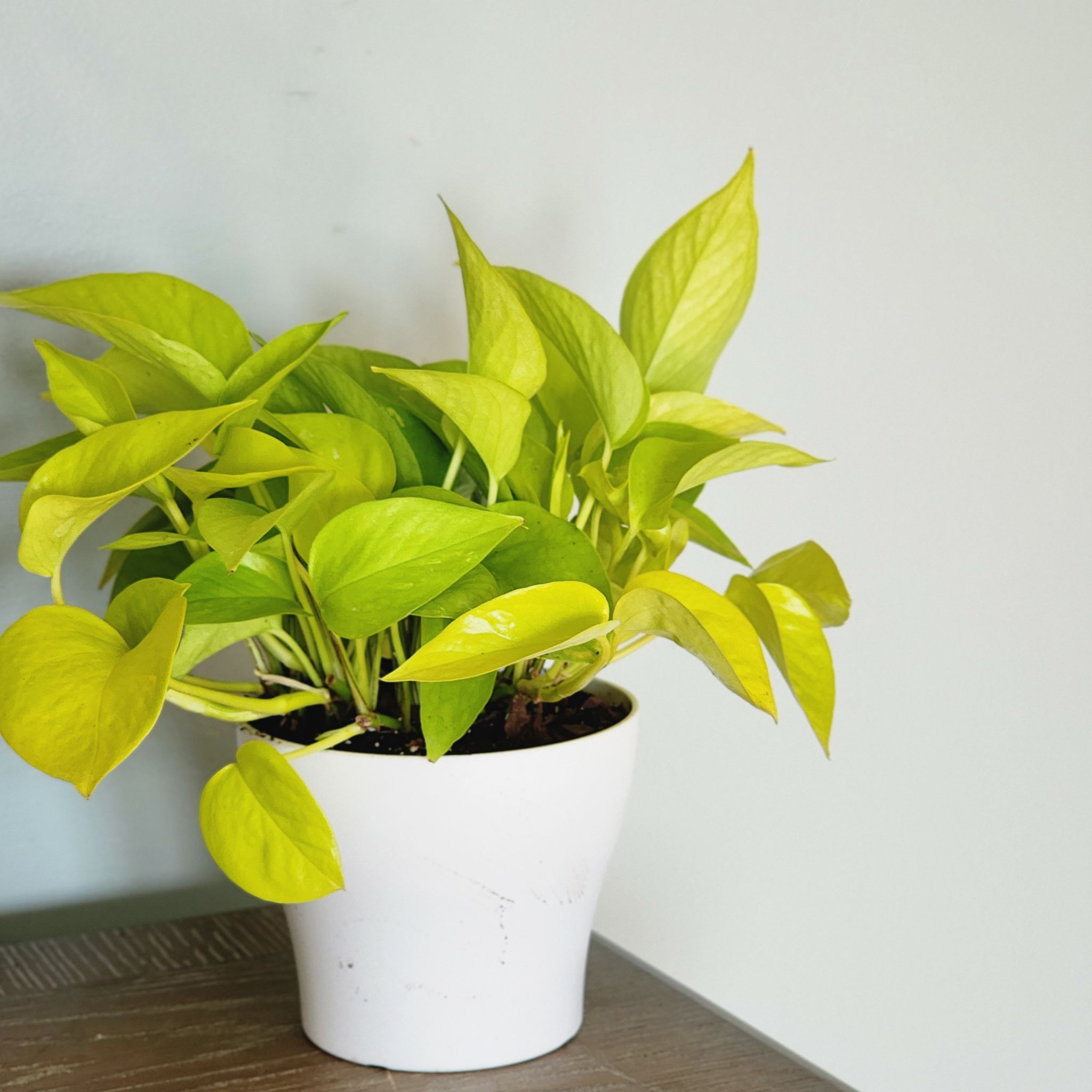 Photo of the plant species Neon Pothos by @RootedNMoore named Radioactive Meatloaf the Meatglowf on Greg, the plant care app