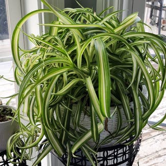 Curly Spider Plant plant in Mount Sterling, Kentucky