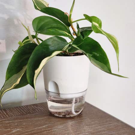 Photo of the plant species Philodendron 'Rio' by Mooreplants named 1 on Greg, the plant care app