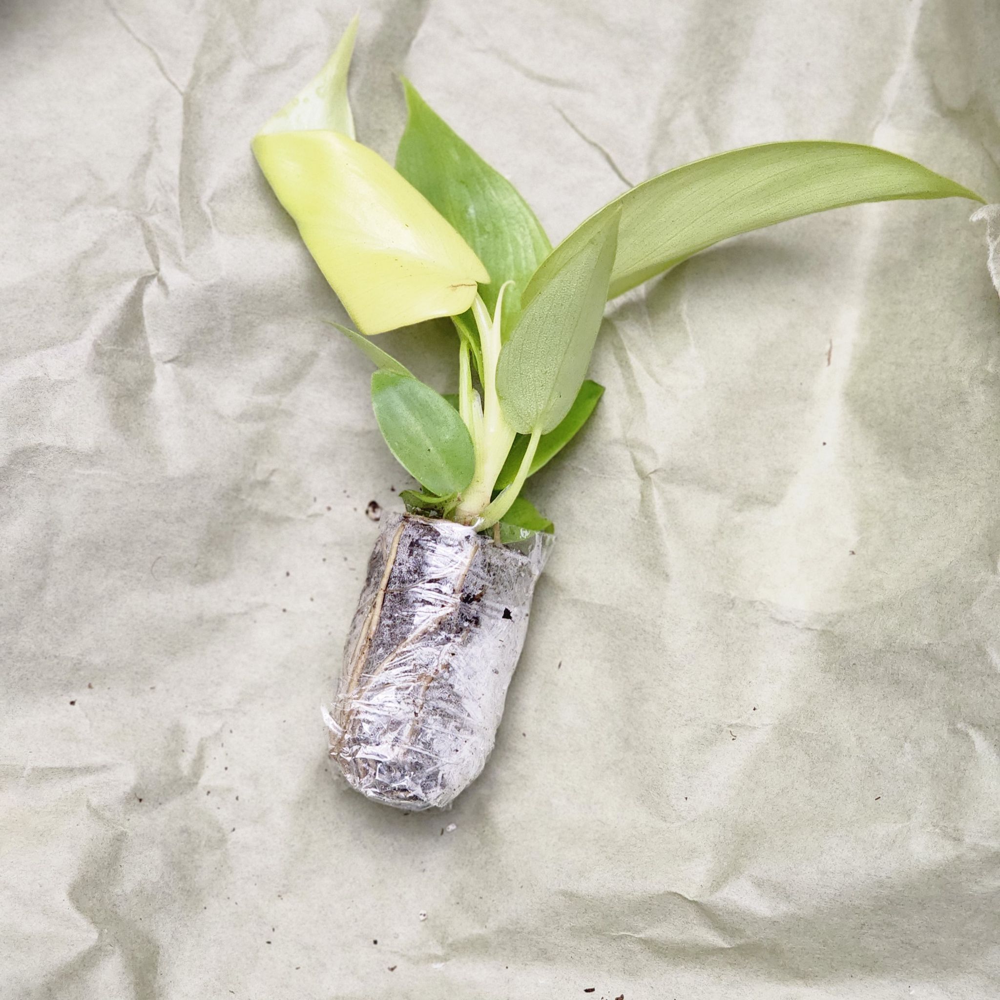 Philodendron Gold Violin plant with a few leaves and roots wrapped in protective covering.