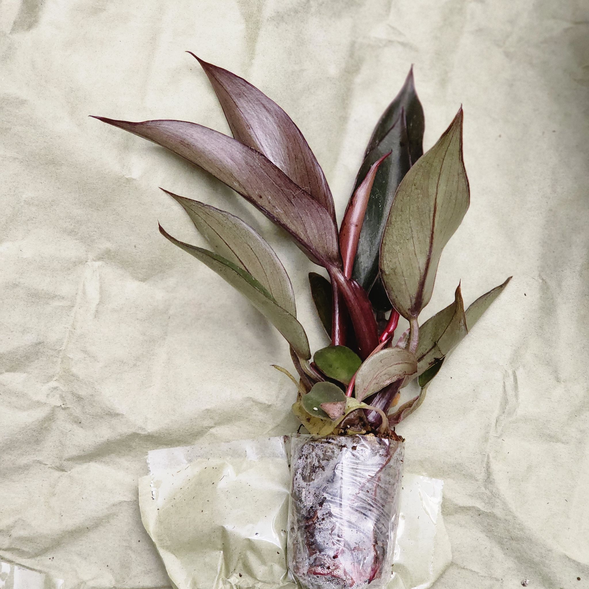 Royal Queen Philodendron plant with healthy, dark green and reddish leaves.