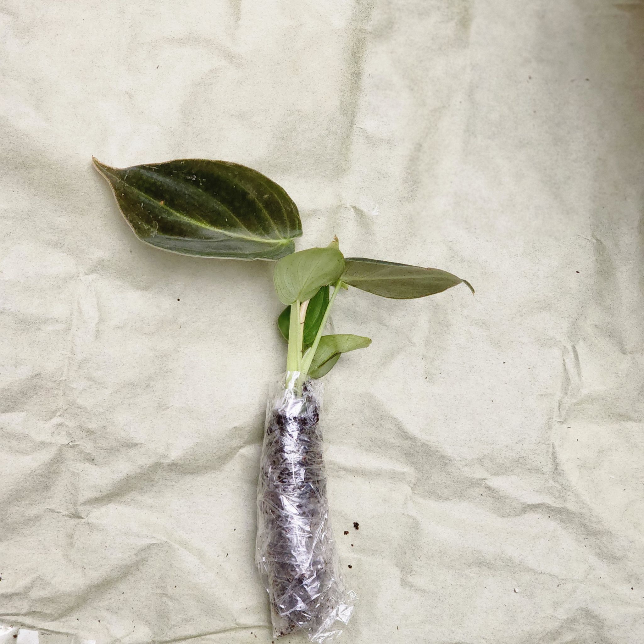 Philodendron melanochrysum x verrucosum cutting with a few leaves wrapped in plastic.