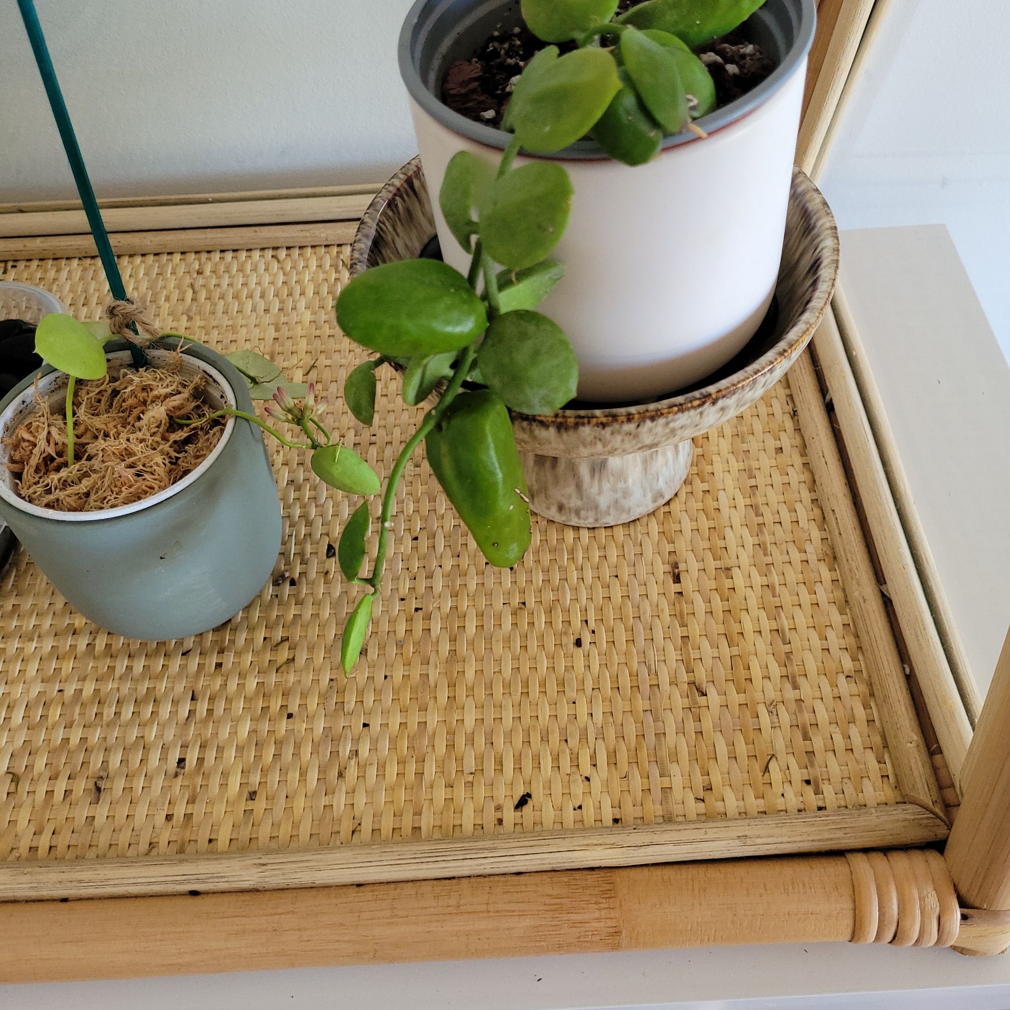Photo of the plant species Malayan Urn Vine by @JovialGuasca named Rattles on Greg, the plant care app