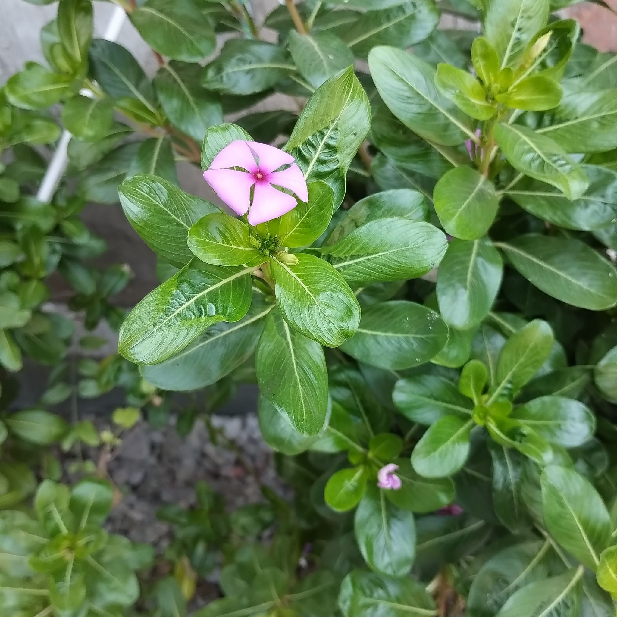 Photo of the plant species Bright Eyes by @UnselfishPeony named G on Greg, the plant care app