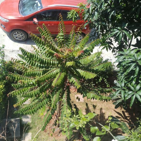 Photo of the plant species Varnish Tree by Lovablelentil named Dnt know the plant name on Greg, the plant care app