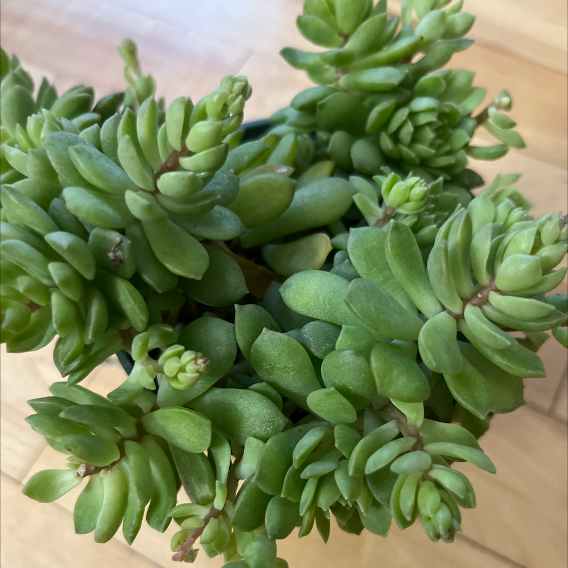 Healthy White Stonecrop succulent with thick, fleshy green leaves.