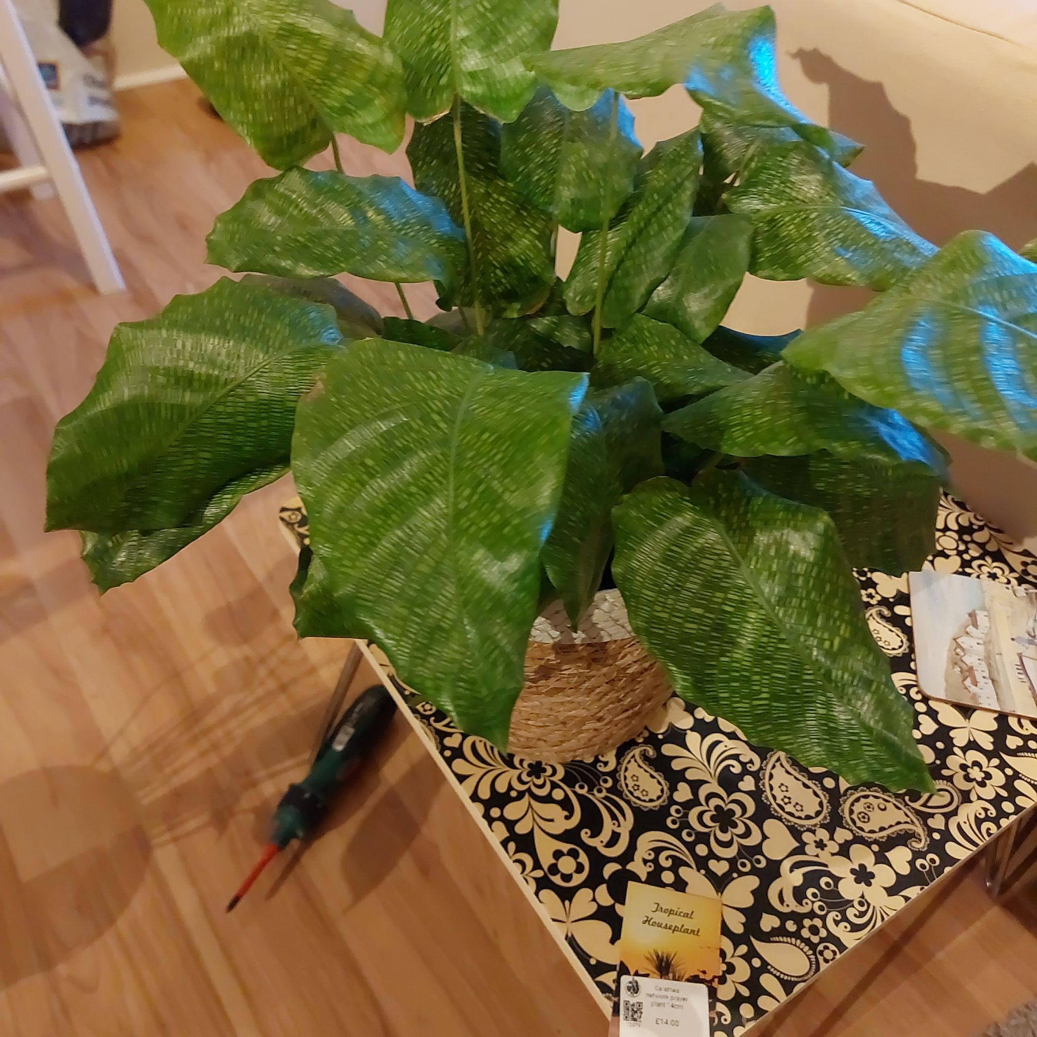 Photo of the plant species Network Prayer Plant by @IngeniousHope named Calpurnia on Greg, the plant care app