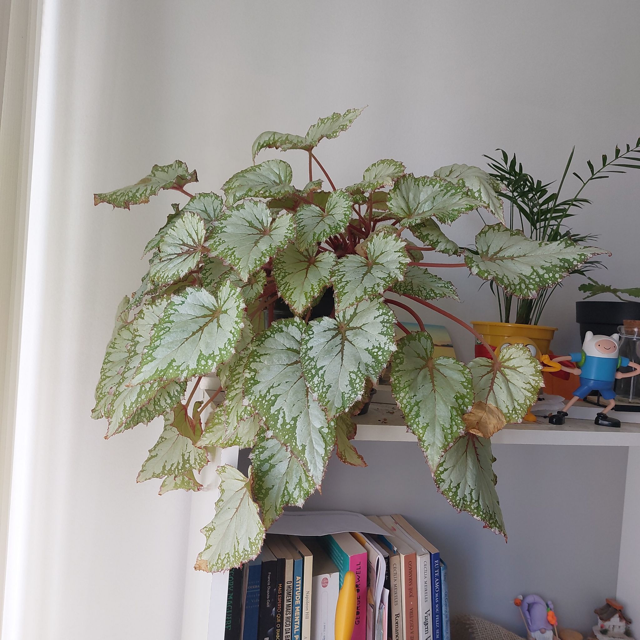 Photo of the plant species Rex Begonia by @FamouslyRedhill named Beatriz on Greg, the plant care app