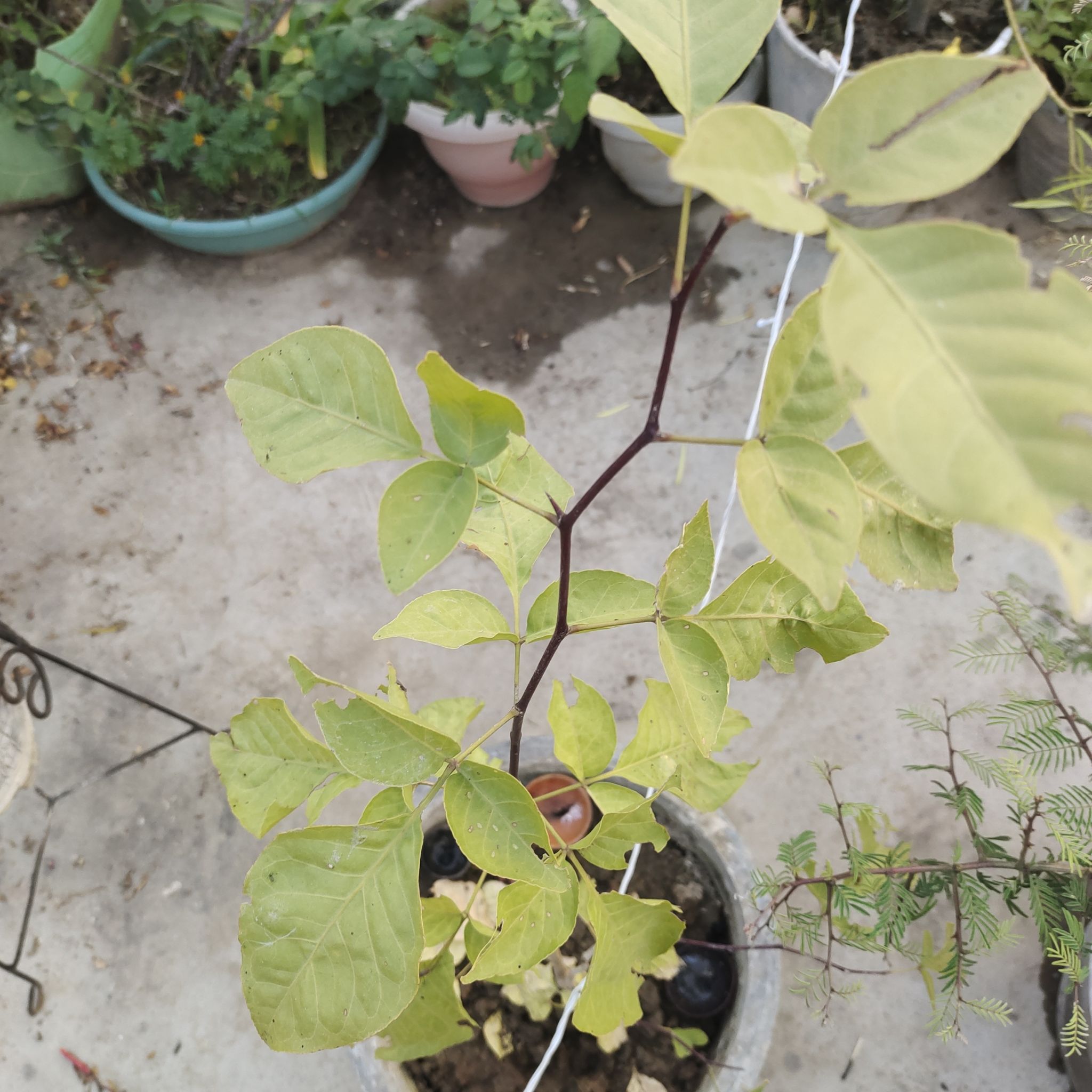 Photo of the plant species Coinvine by @JoysomeWeed named Zeus on Greg, the plant care app