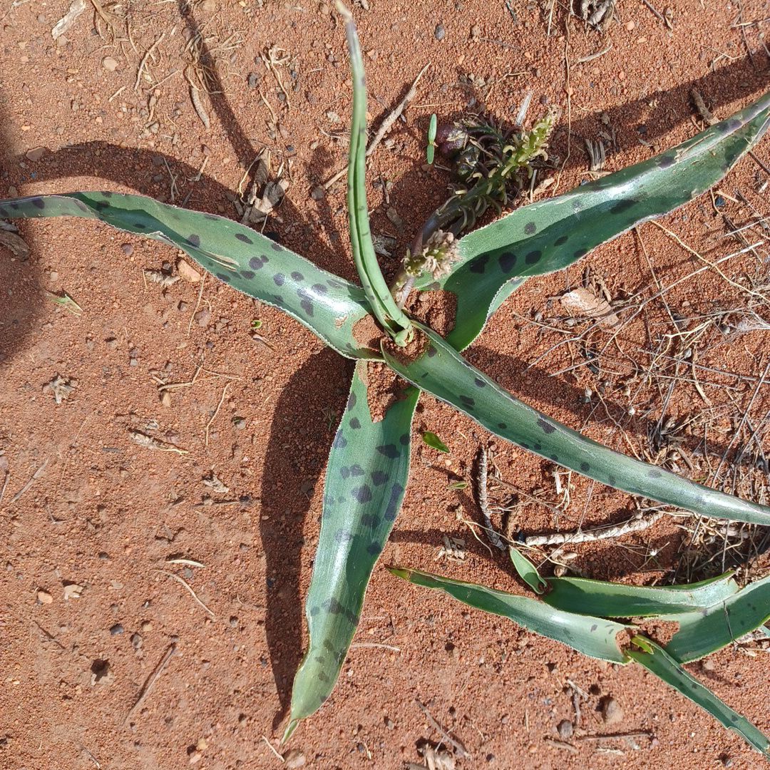 false Aloe plant with black spots on leaves, growing in visible soil.