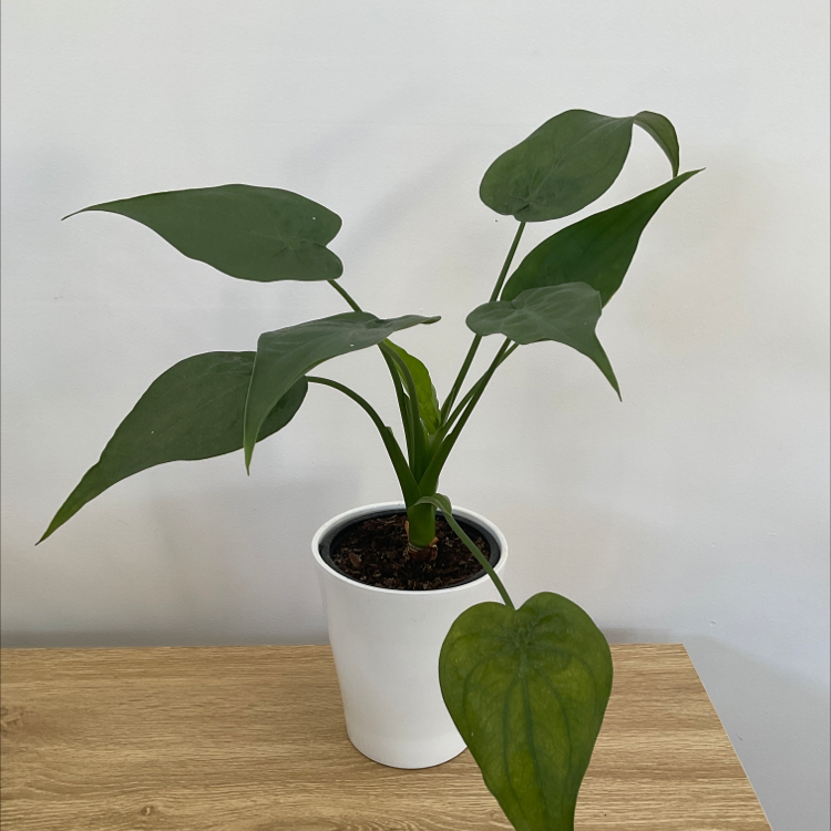 Healthy Chinese Taro plant with large glossy green arrow-shaped leaves in a white ceramic pot, well-framed against a light background.
