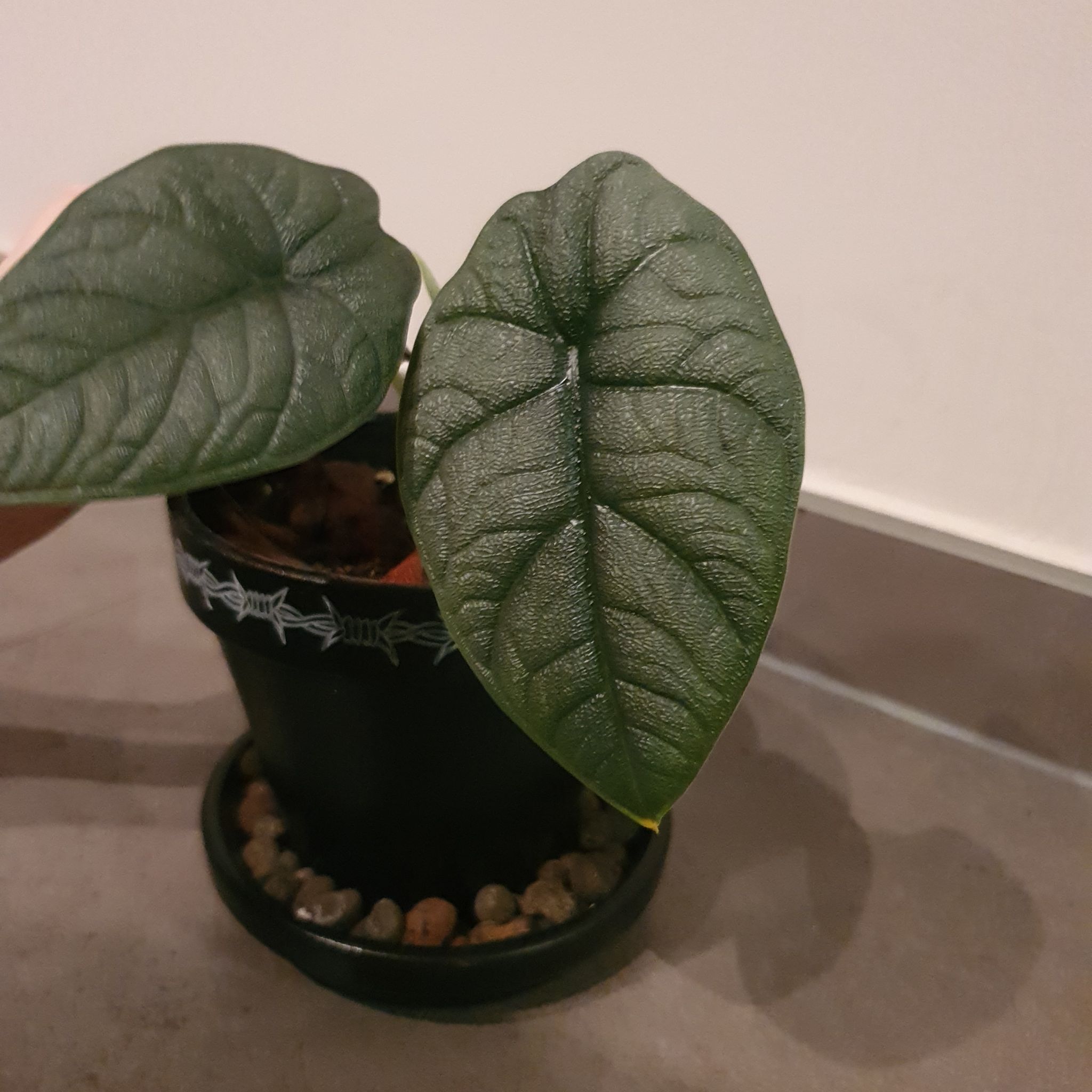 Potted Alocasia 'Rugosa' plant with two healthy leaves.