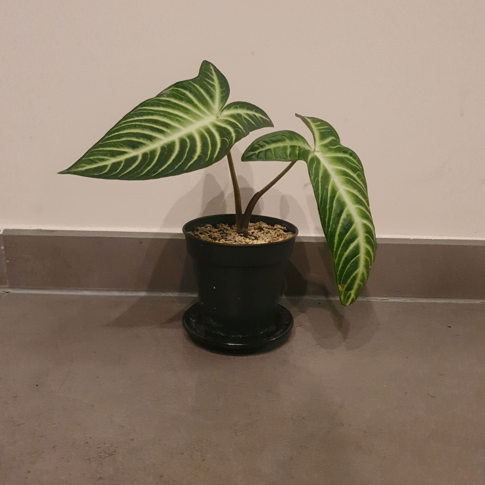 Potted Xanthosoma Angel wings plant with large green leaves and white veins.