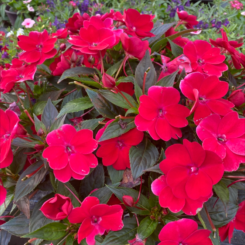 Why Are My New Guinea Impatiens Leaves Curling?