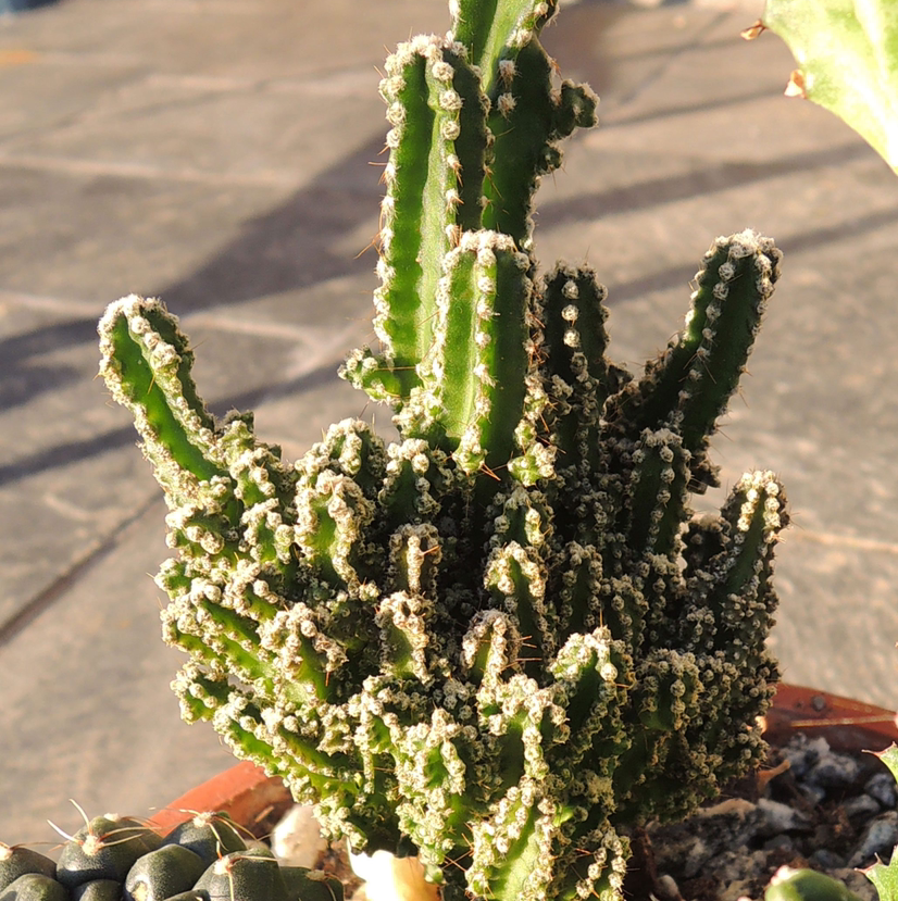 Fairy Castle Cactus with multiple upright stems covered in small white spines.
