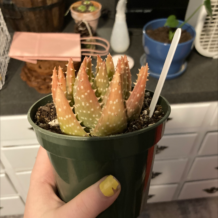 Short-Leaved Aloe plant in a green pot with some leaf discoloration, held by a hand.