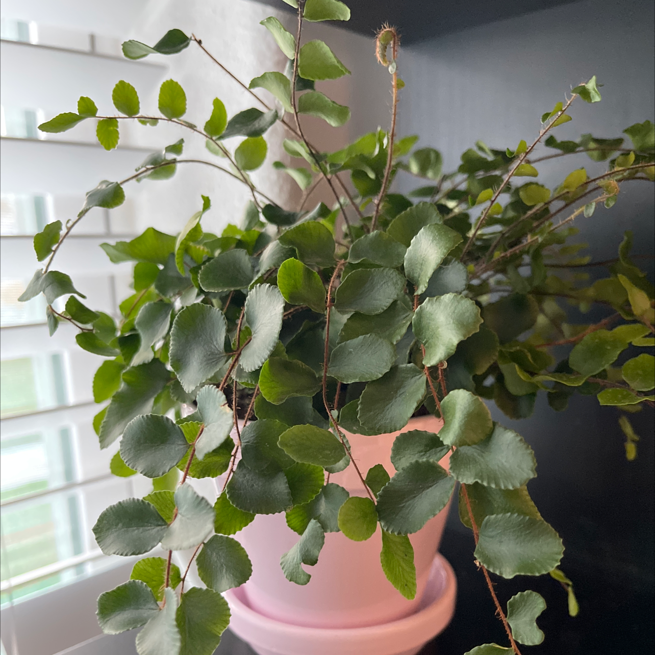 Pellaea rotundifolia plant in a pink pot with healthy green leaves.