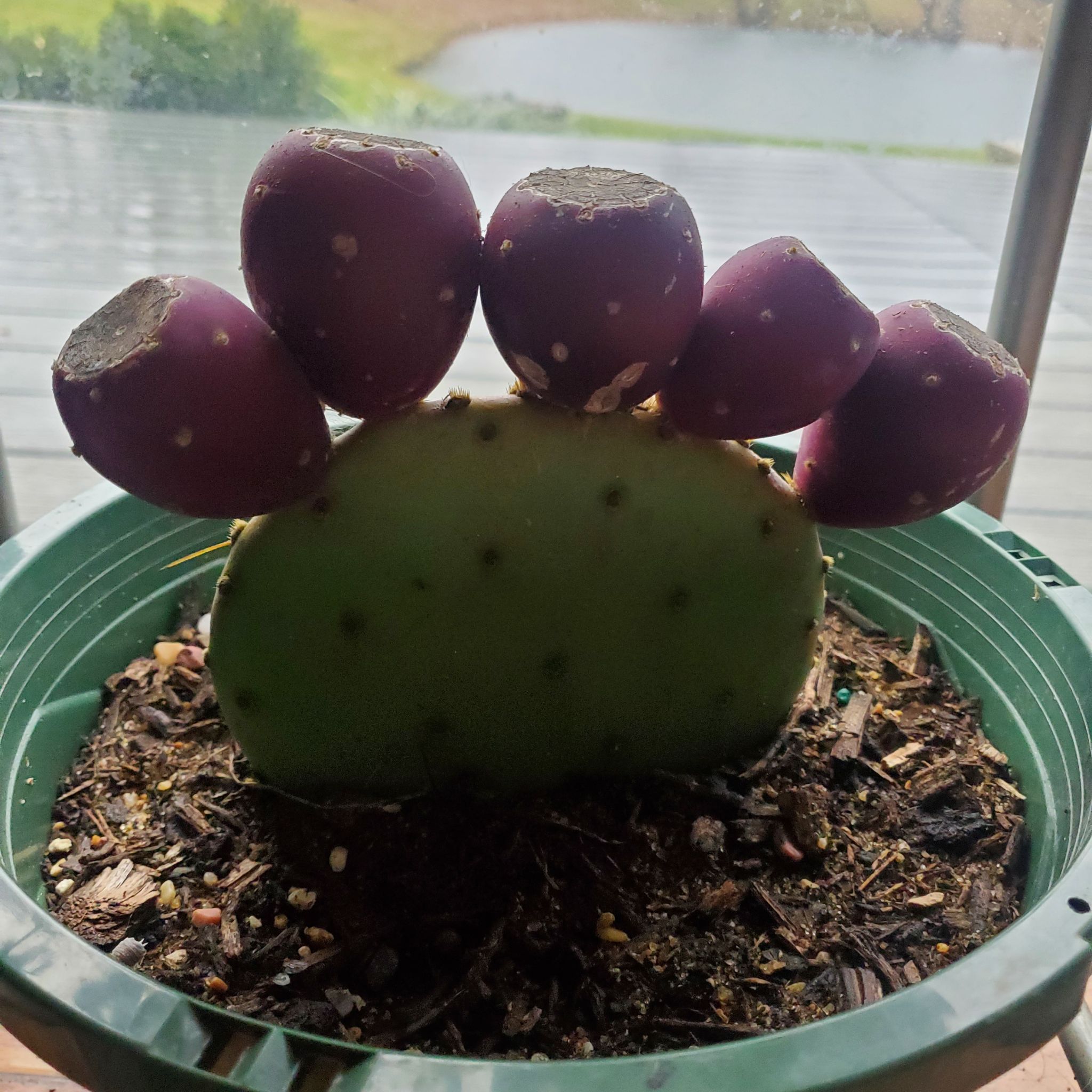 Violet Prickly Pear cactus in a green pot with visible soil, well-framed and in focus.