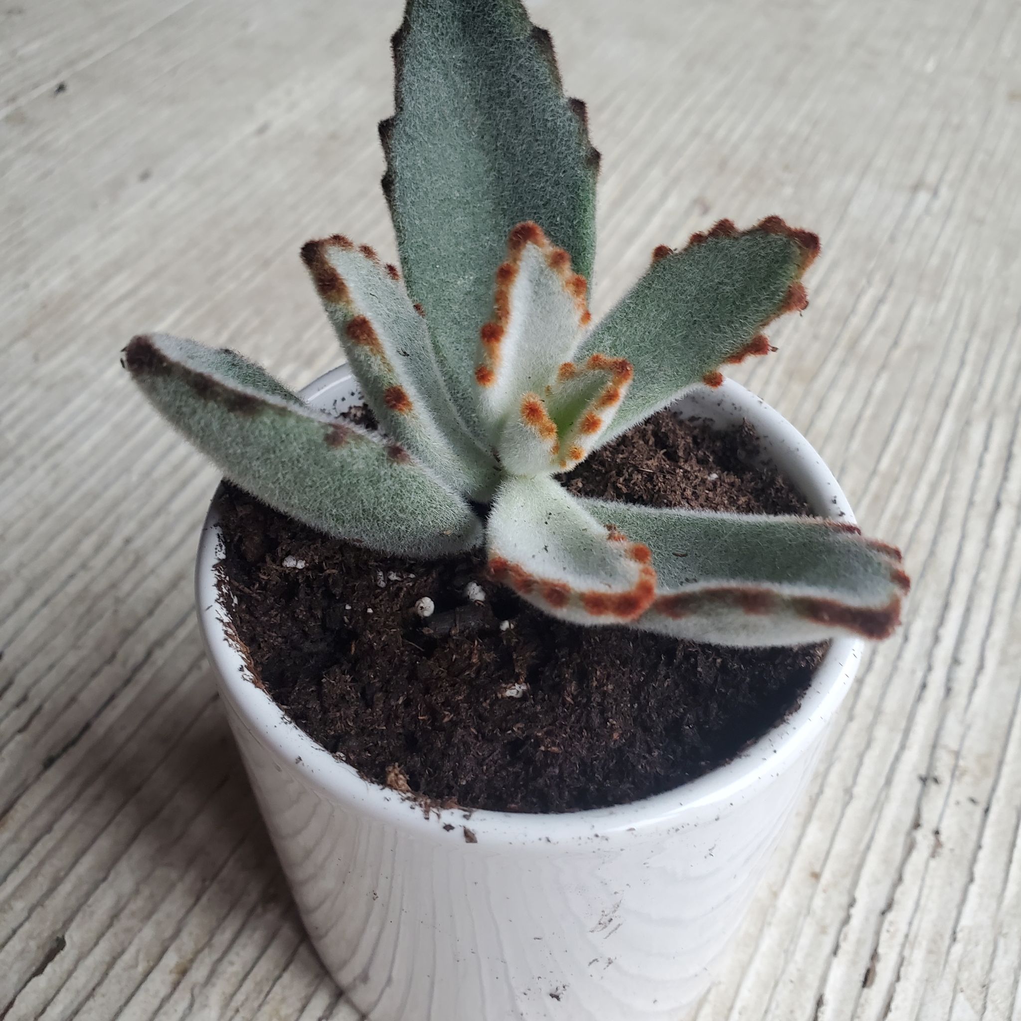 Photo of the plant species Panda Plant by @kaelipeoples named Panda on Greg, the plant care app