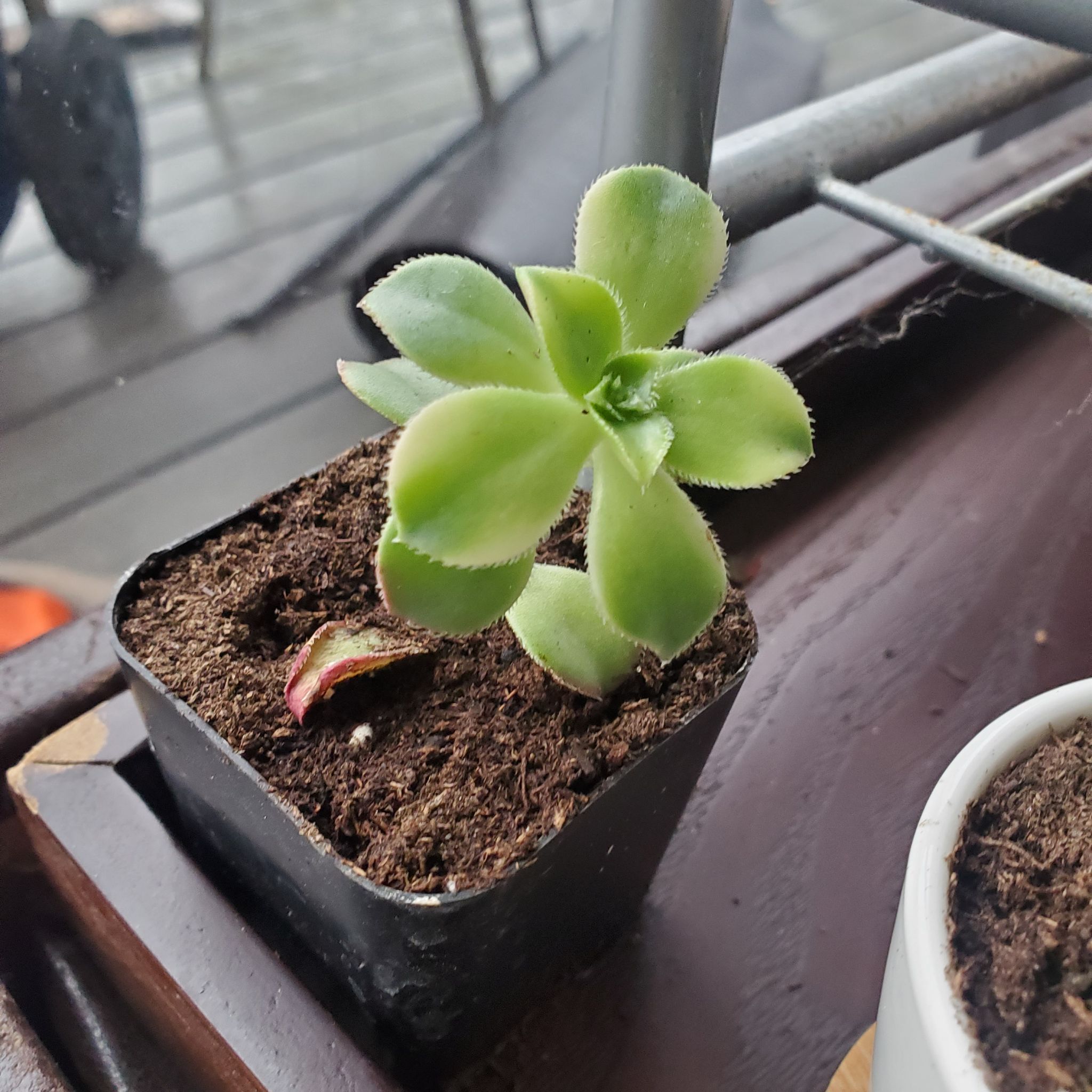 Kiwi Aeonium plant in a black pot with visible soil and green leaves.