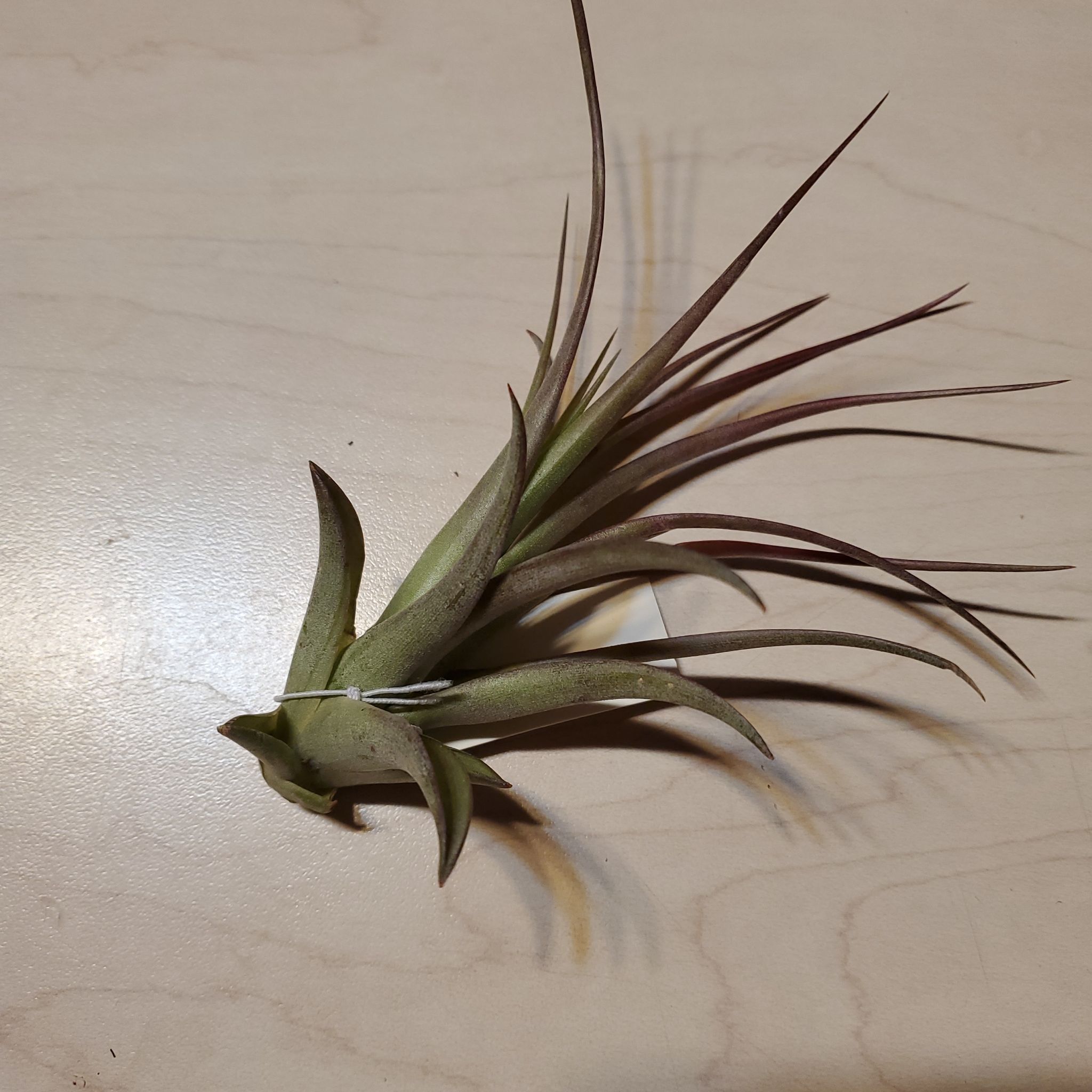 Brachycaulos Green Air Plant on a light-colored surface, appears healthy.