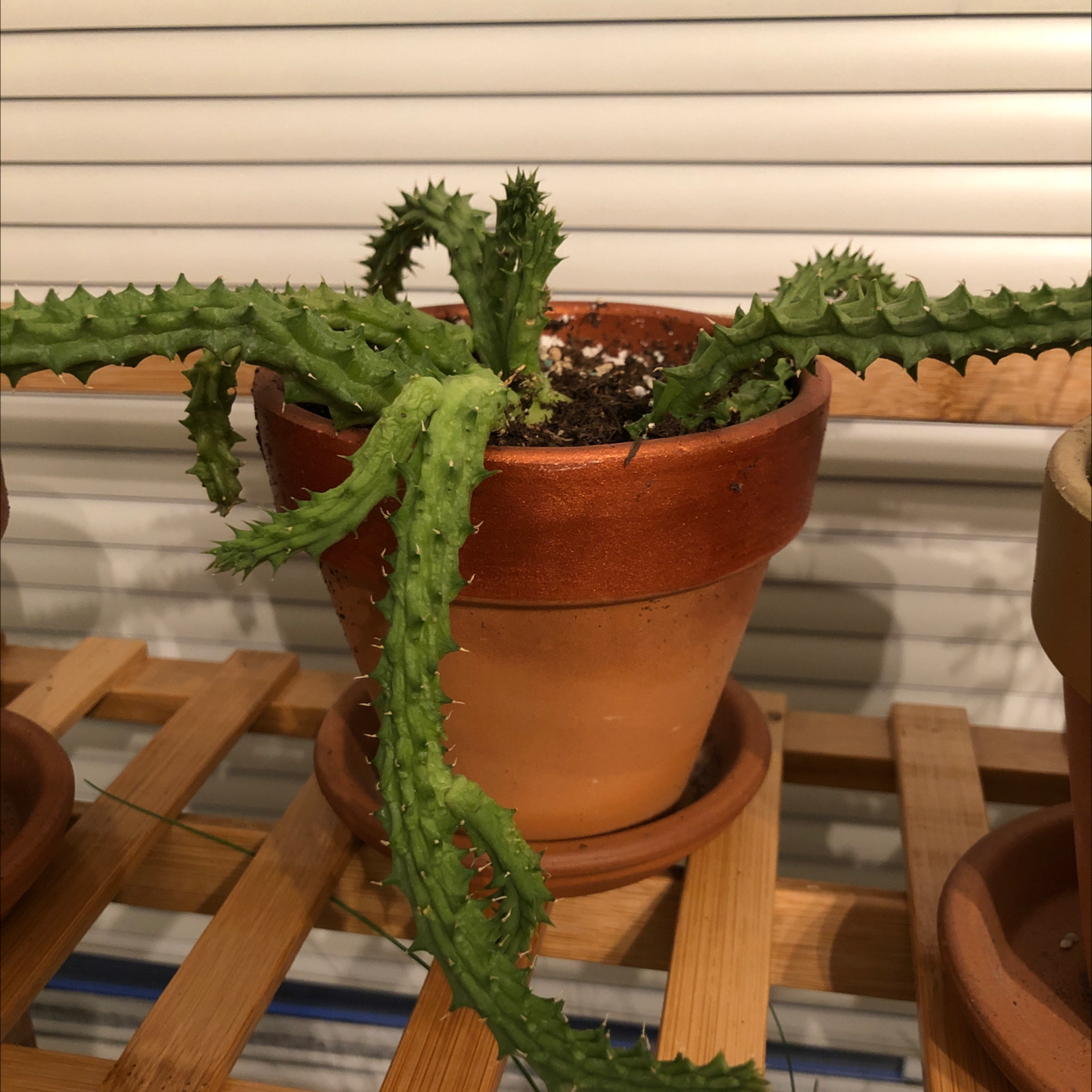 Rat Tail Cactus in a terracotta pot with visible soil, well-framed and in focus.