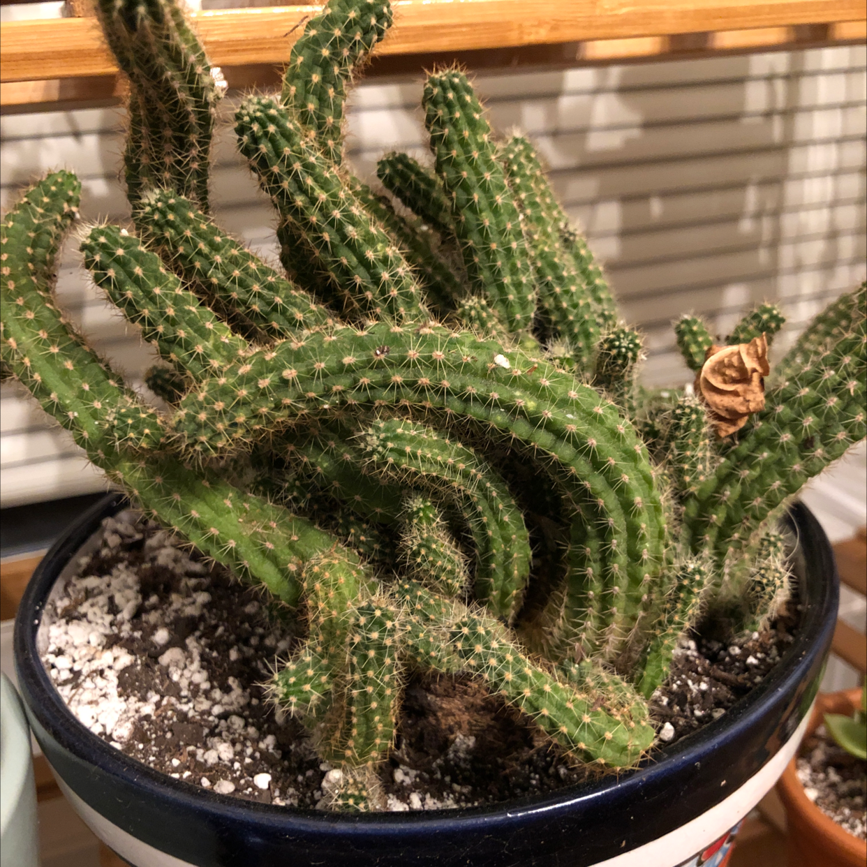 Image of a healthy Peanut Cactus in a pot with visible soil.