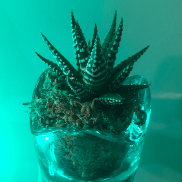 Zebra Plant plant photo by @reecloud named Bruce on Greg, the plant care app.