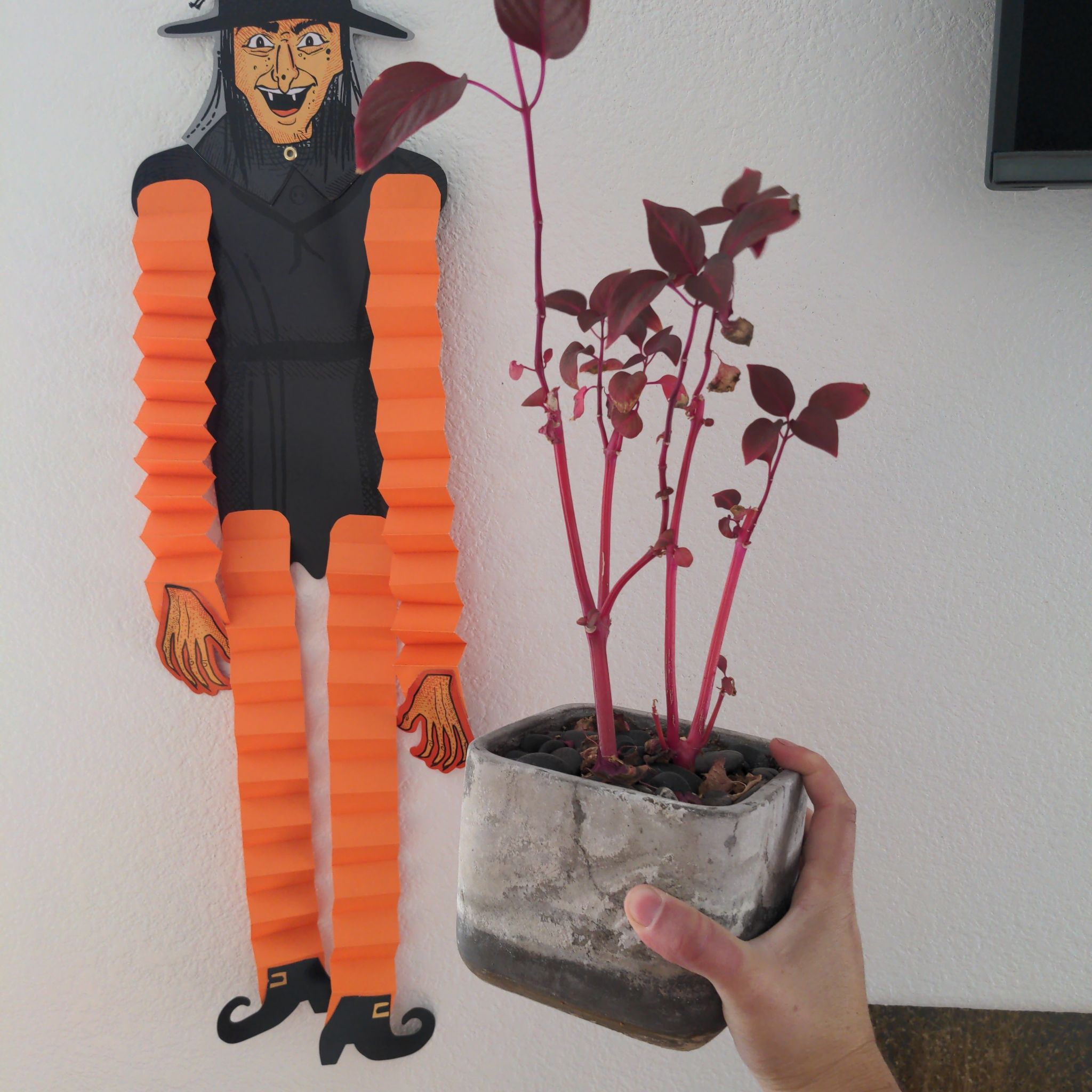 Potted Brazilian Joyweed plant with red stems and leaves, held by a hand.