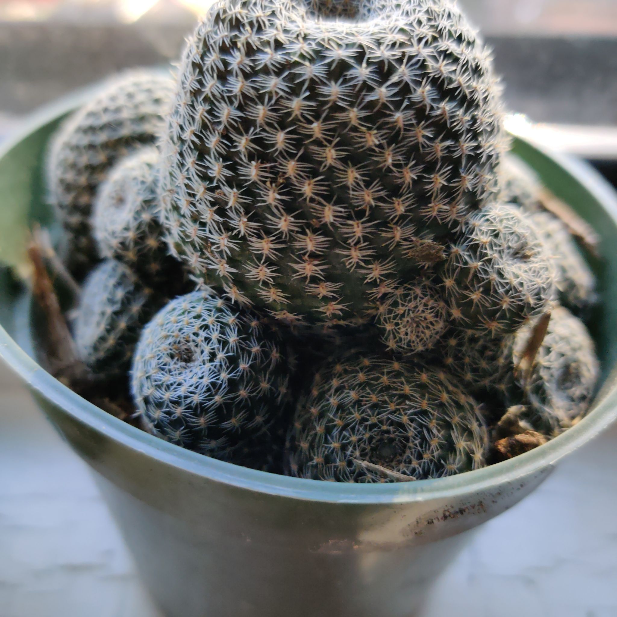 Potted Mammillaria Formosa cactus with multiple clustered stems.