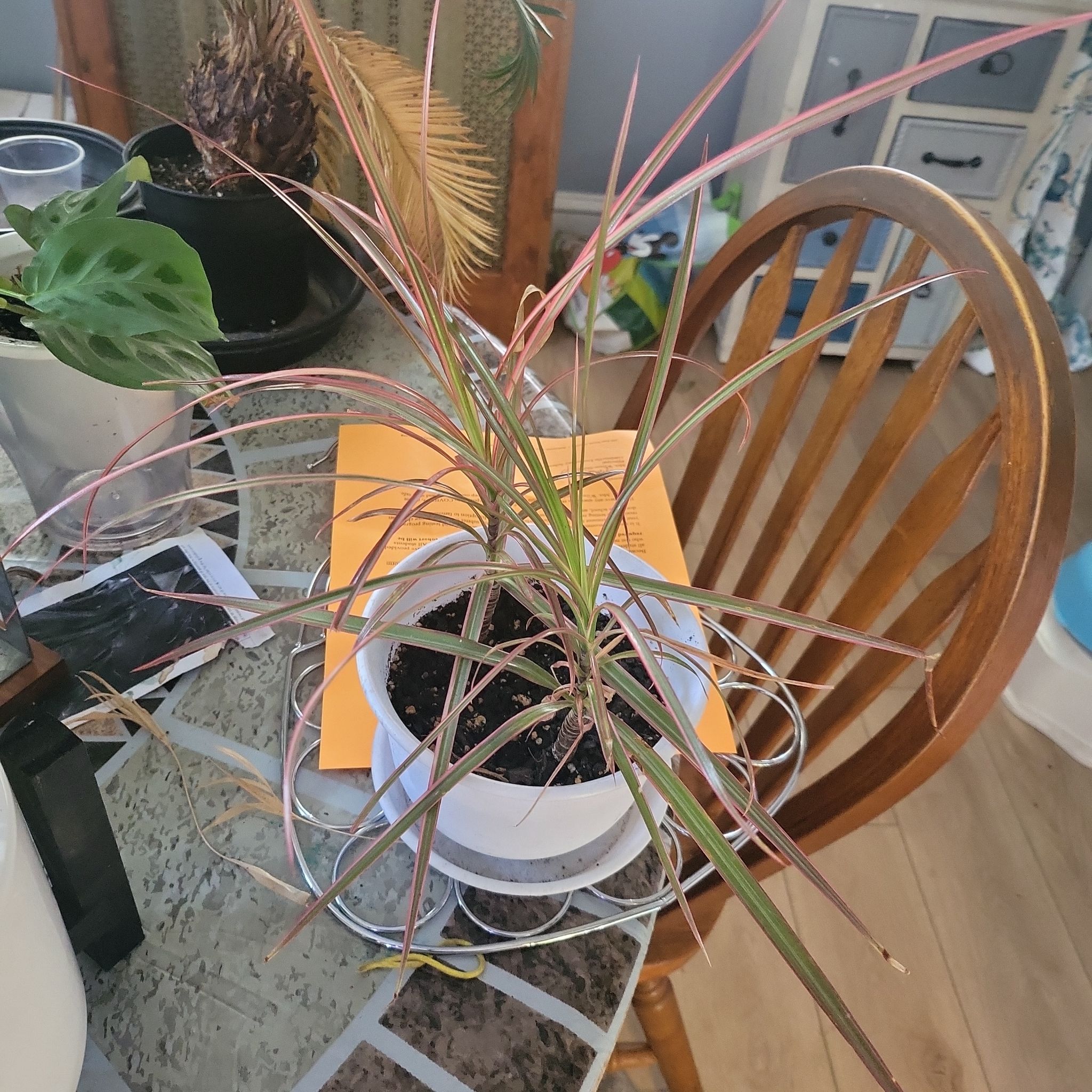 Dracaena plant in a white pot on a table with some leaf discoloration.