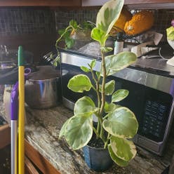 Golden Gate Peperomia plant