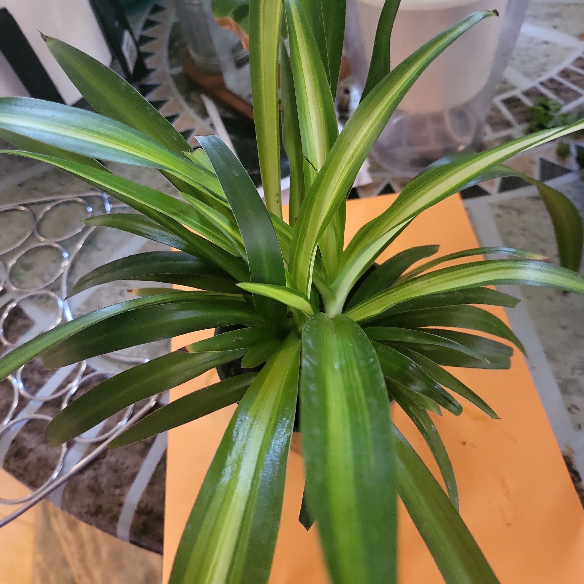 Healthy Hawaiian Spider Plant with vibrant green leaves.