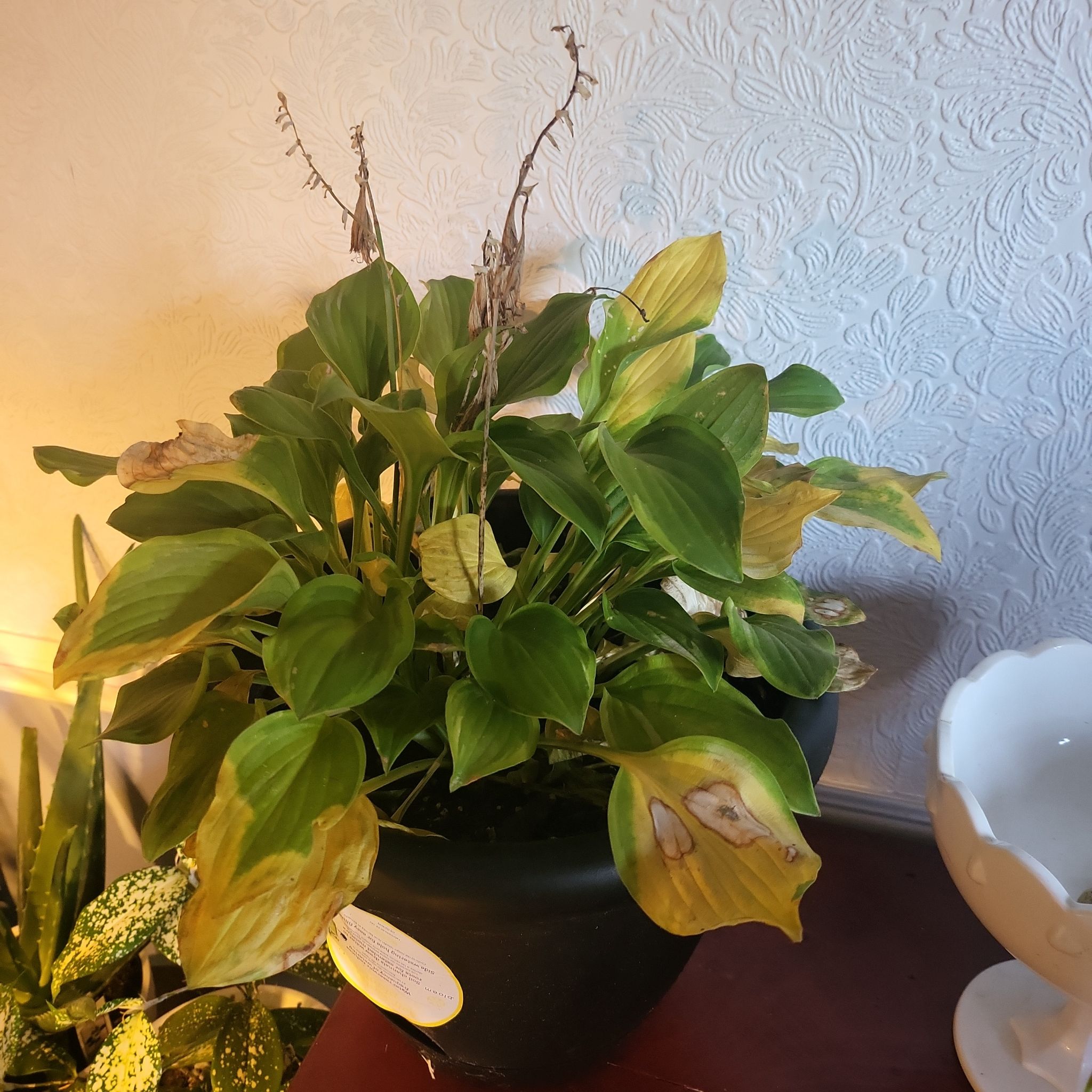 Potted Hosta 'Halcyon' plant with yellowing and browning leaves, indicating health issues.