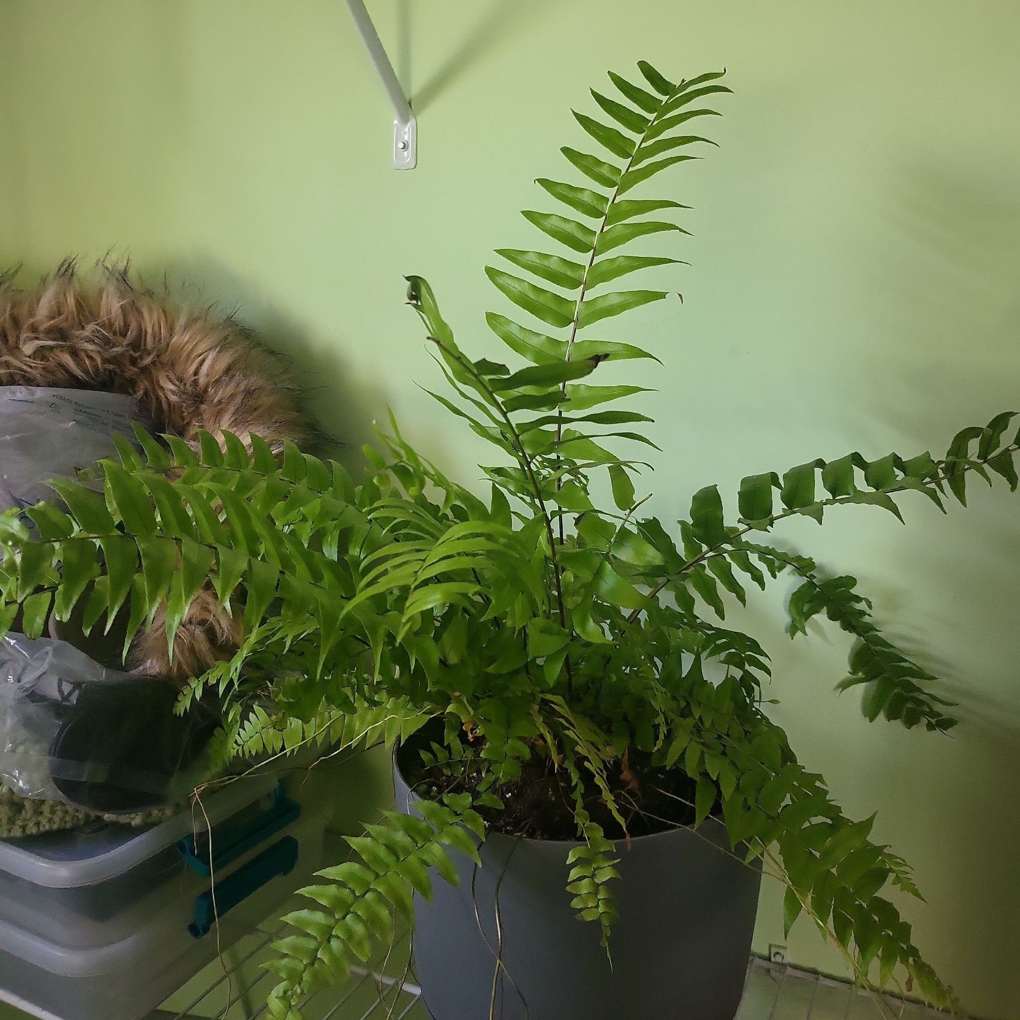 Bold Sword Fern in a pot on a shelf with vibrant green leaves.