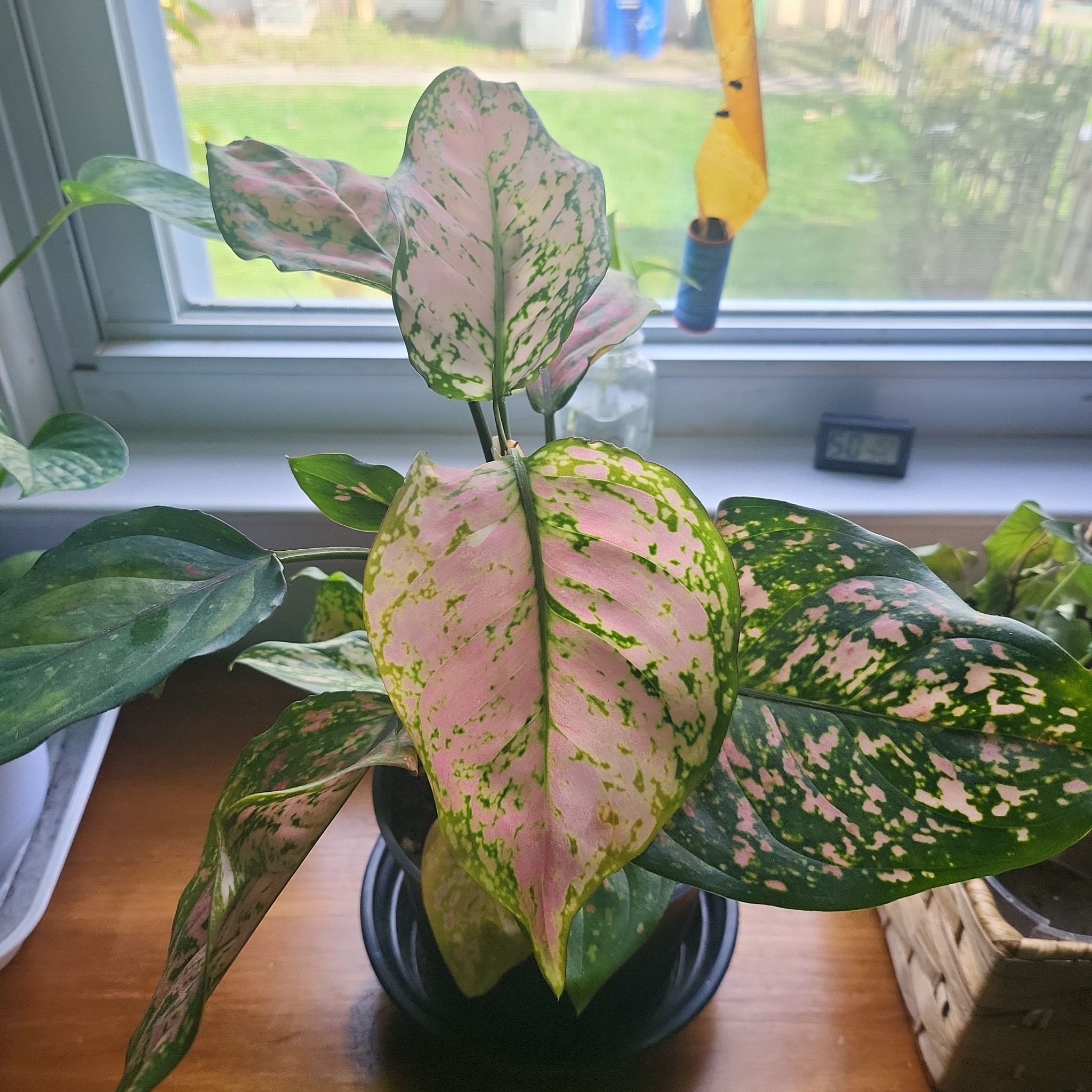 Photo of the plant species Aglaonema 'Red Wishes' by @ClassyBilberry named Red wishes on Greg, the plant care app